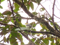 Pachyramphus versicolor