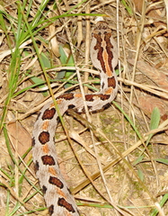 Sistrurus miliarius streckeri