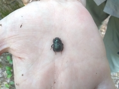 Geotrupes balyi