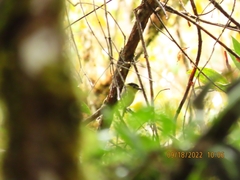 Pachyramphus versicolor