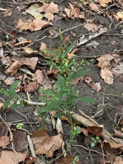 Symphyotrichum prenanthoides