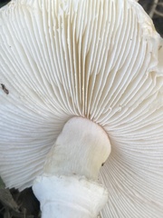 Leucoagaricus