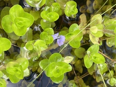 Bacopa caroliniana