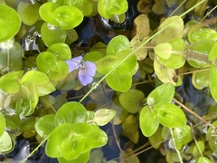 Bacopa caroliniana