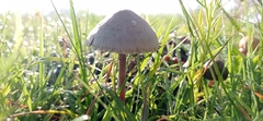 Panaeolus papilionaceus