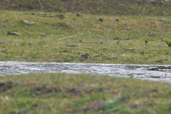 Gallinago paraguaiae