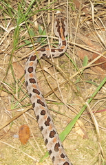 Sistrurus miliarius streckeri