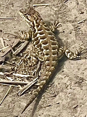 Sceloporus occidentalis bocourtii