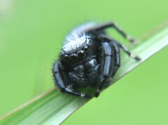Phidippus octopunctatus