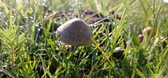 Panaeolus papilionaceus