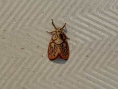 Miltochrista irregularis