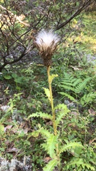Cirsium pumilum