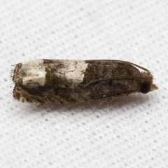 Eucosma parmatana