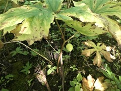 Podophyllum peltatum
