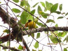 Euphonia xanthogaster