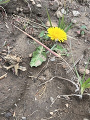 Taraxacum officinale