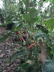 Heliconia aemygdiana