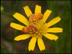 Schinia fulleri