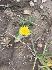 Taraxacum officinale