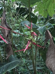 Heliconia aemygdiana