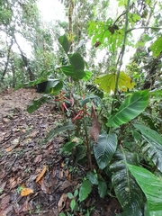 Heliconia aemygdiana