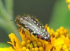 Acmaeodera mudgei