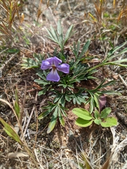 Viola pedata