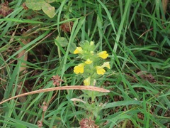 Bellardia viscosa