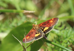 Pyrausta