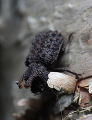 Bolitotherus cornutus