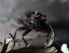 Bolitotherus cornutus