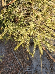 Amorpha fruticosa