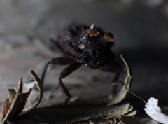 Bolitotherus cornutus