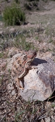 Phrynosoma orbiculare