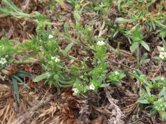 Plagiobothrys scouleri