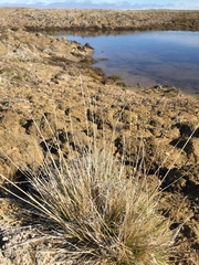 Deschampsia brevifolia