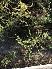 Salsola australis