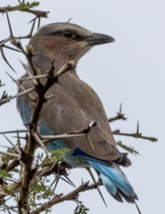 Coracias caudatus