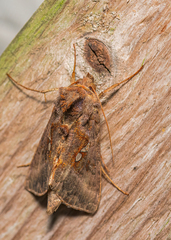 Autographa precationis