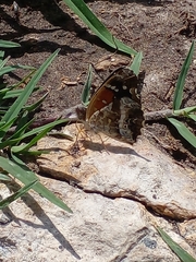 Anthanassa texana texana