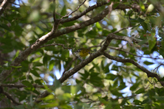 Vireo flavifrons
