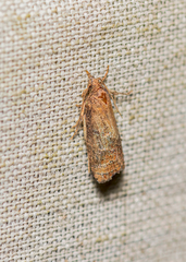 Platynota flavedana