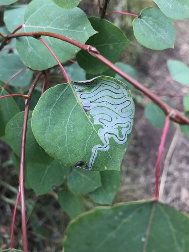 Aspen Serpentine Leafminer Moth photo 4