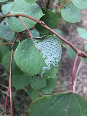 Phyllocnistis populiella