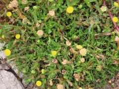 Cotula coronopifolia