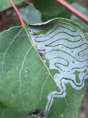 Phyllocnistis populiella