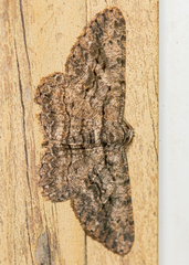 Anavitrinella pampinaria