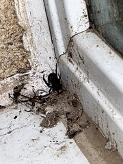 Latrodectus mactans
