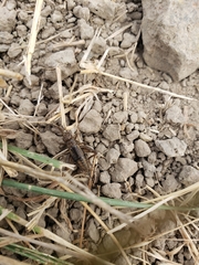 Allonemobius fasciatus