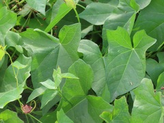 Convolvulus